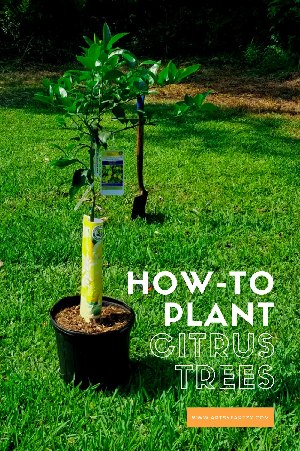 how to plant citrus trees