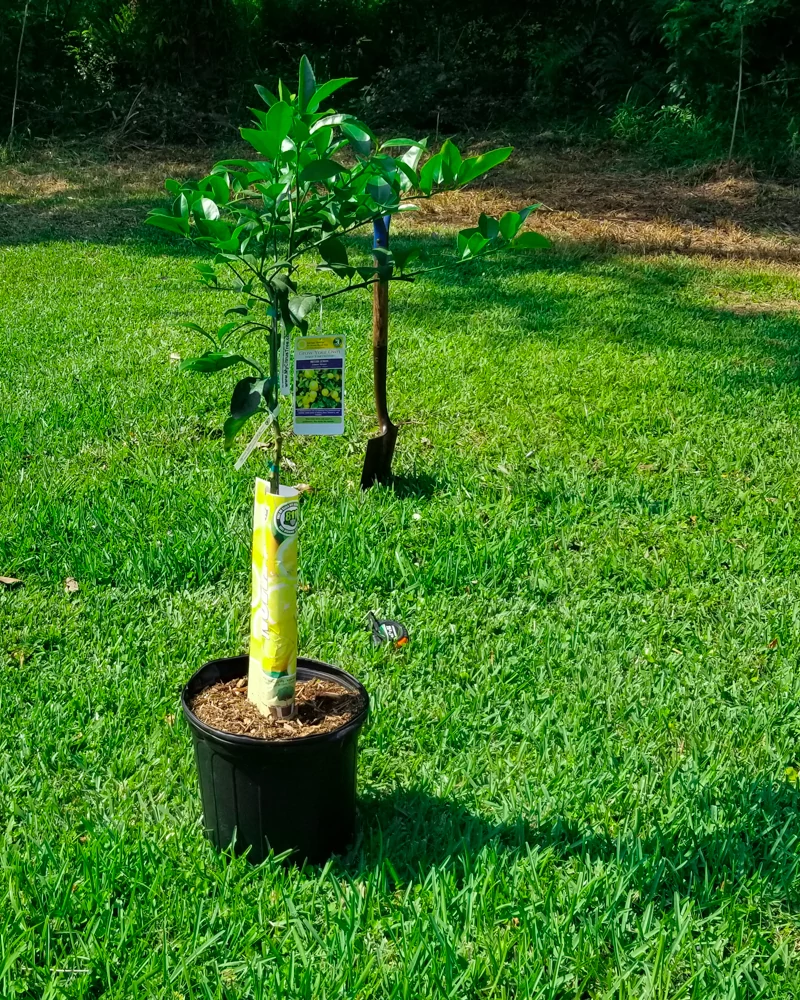 citrus and lemon tree planting how-to