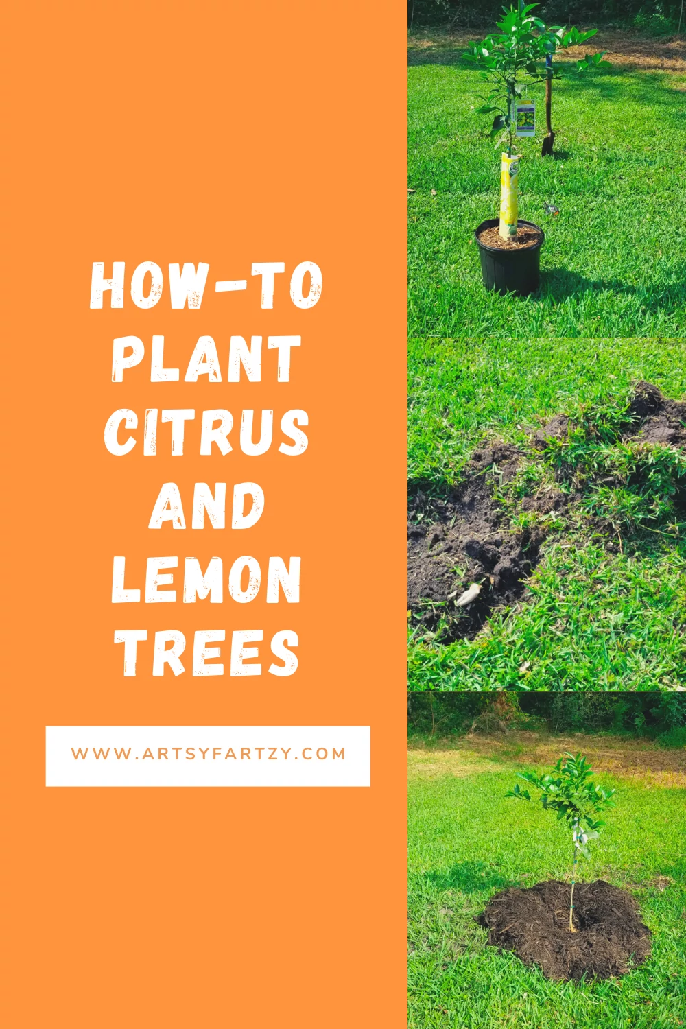 citrus and lemon trees how to plant