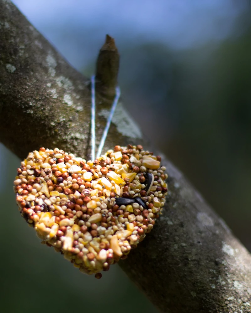 heart bird feeder earth day for kids project