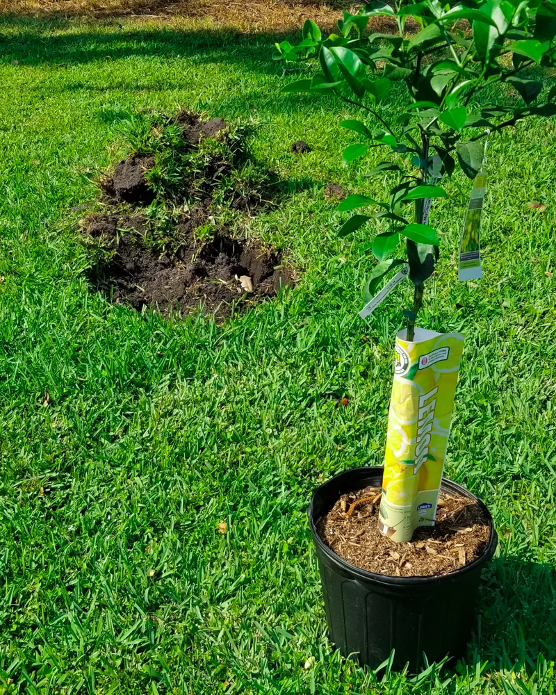 Where to plant citrus and lemon trees
